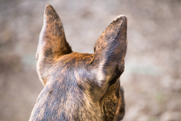 Perked Ears on Mixed Pitbull Dog stock photo
