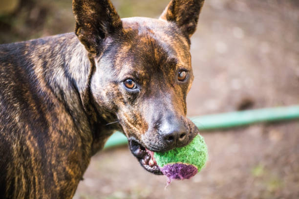 istock Mixed Pitbull Dog Holding Toy Ball 888685070
