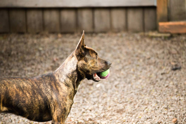 istock Mixed Pitbull Dog Carrying Ball Outside 888685214