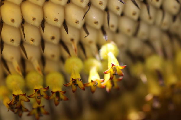 istock Close-Up Of Yellow Flowers 888685552