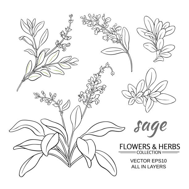 ilustraciones, imágenes clip art, dibujos animados e iconos de stock de conjunto de vector de salvia - tarragon herb spice freshness