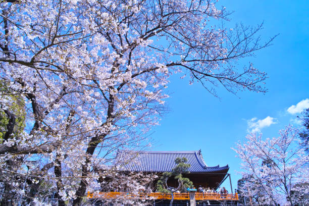 Tokyo, Japan - April 4, 2017:  Ueno Park in Tokyo is a cherry blossoming spot. A lot of people come from abroad as well as from Japan. The location of the photo looked up at Shimizu Kanondo from the main street of the cherry blossoms in Ueno Park.