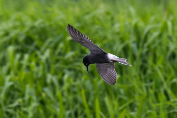 black tern chlidonias niger chlidonias nigra - chlidonias photos et images de collection