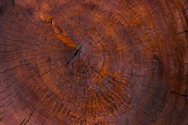 Detailed view of tree rings highlighting the intricate natural textures in earthy tones. Demonstrating color of 2025 year.