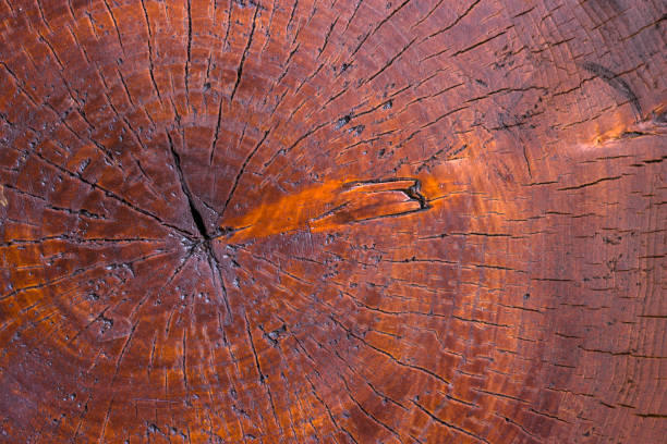Texture of an old tree, poplar, close-up. old fashioned
