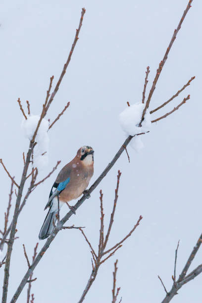 istock one eurasian jay bird (garrulus glandarius) sitting on snowy branch in winter 888718116