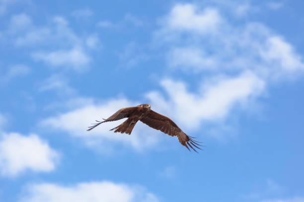 istock Flight of a bird in the sky 888718514