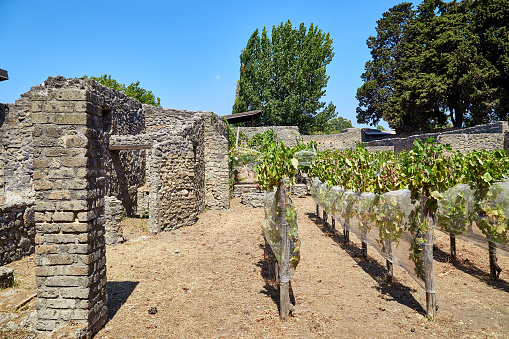 Summer landscape with preserved ruins, walls and columns of houses in Pompeii with vineyards in the courtyard and trees in the background