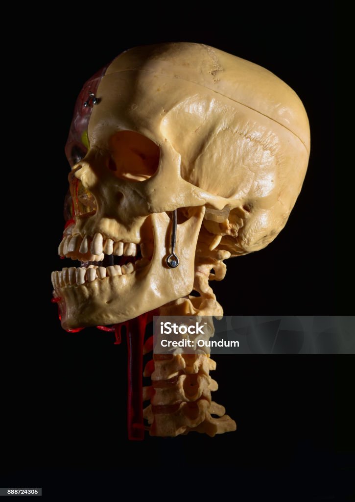 Anatomical skeleton at the head, bones and arteries. Anatomy concept Anatomy Stock Photo