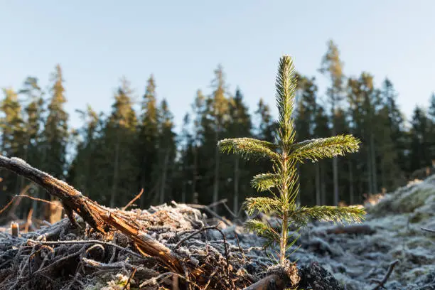 Newly planted spruce seedling on a frozen ground