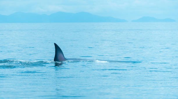 istock Bryde's whale in Thailand Ocean 888735198