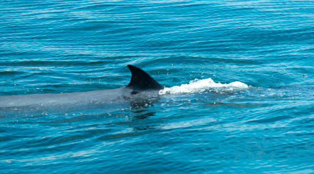 istock Bryde's whale in Thailand Ocean 888735478
