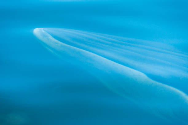 Bryde's whale in Thailand Ocean