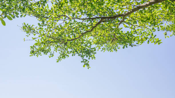 istock Ivory coast almond tree branches on a sky background. 888736194