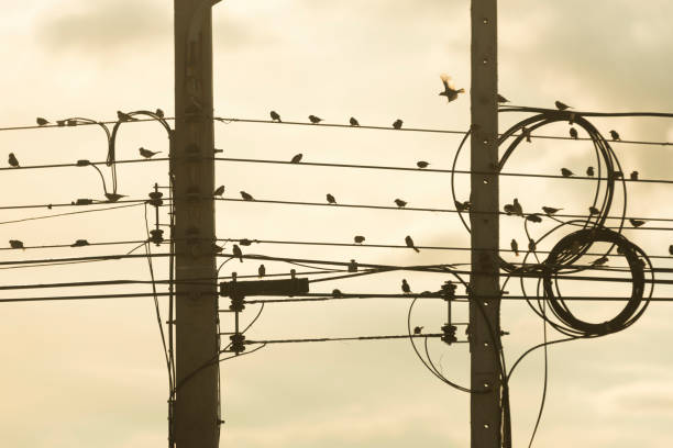 istock Many birds are on the power line. 888736622