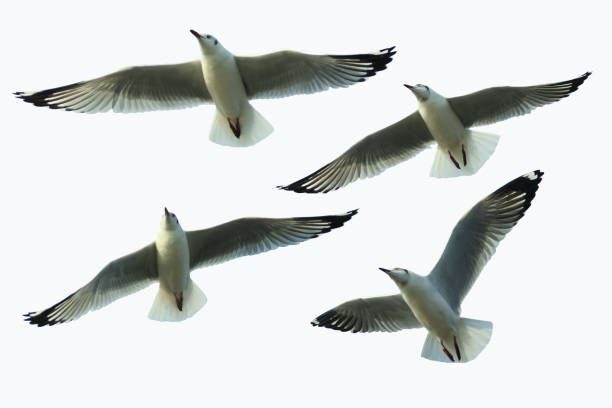 istock Four seagulls fly beautifully against a white background. 888752076