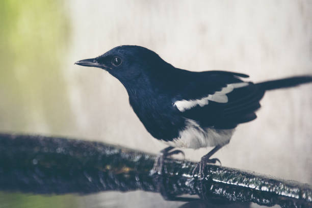 Oriental magpie robin, Copsychus saularis Oriental magpie robin, Copsychus saularis oriental magpie robin bird copsychus saularis perching on a branch stock pictures, royalty-free photos & images