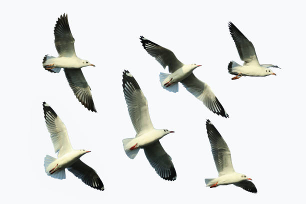 istock Seagulls fly beautifully in flocks against a white background. 888752166