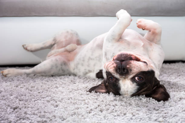 istock French bulldog on the carpet 888763102