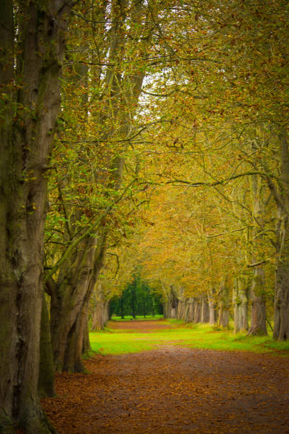 istock Avenue through trees in a formal garden 888763188