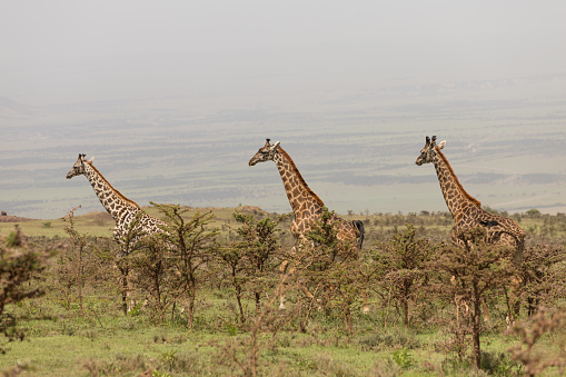 Herd of wild giraffes in Serengeti national park, Tanzania.