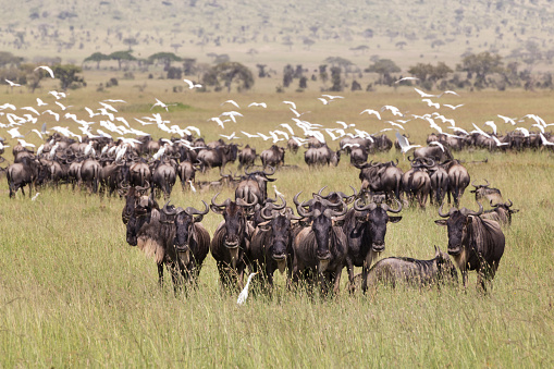 Connochaetes. Big herd of Wildebeests grazing in Serengeti National Park in Tanzania, East Africa.