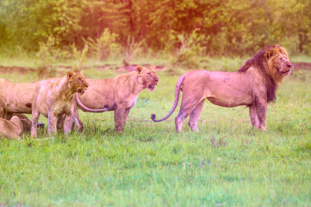 istock Lions Eating Freshly Eating Buffalo 888767404