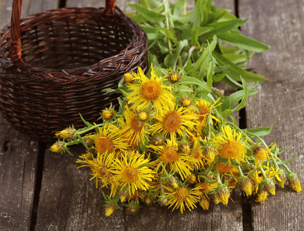 inula helenium o curar a caballo o flores elfdock amarillo con verde sobre fondo de madera. planta médica contiene una gran cantidad de aceites esenciales, saponinas, inulina, vitamina e y otras sustancias - inulin fotografías e imágenes de stock