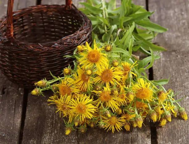 Inula helenium or horse-heal or elfdock yellow flowers with green on wooden background. Medical plant contains a lot of essential oils, saponins, inulin, vitamin E and other substances.