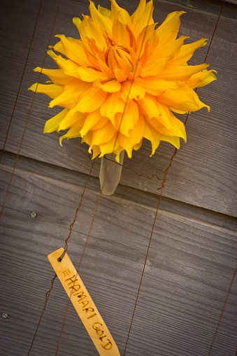 A named Dahlia flower with a wooden label giving its English name.