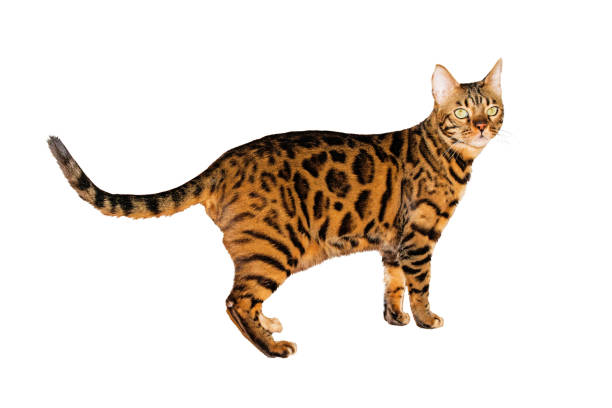 istock Bengal house cat isolated on white background 888791912