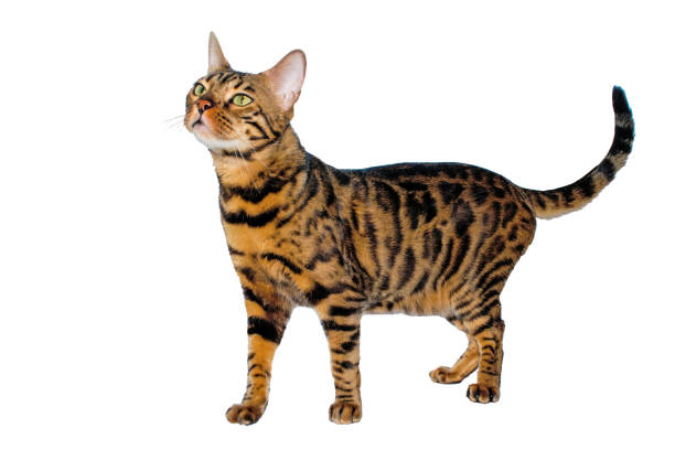 istock Bengal house cat isolated on white background 888792172