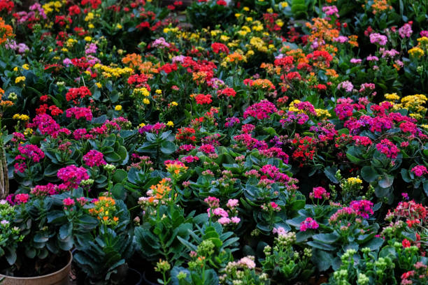 istock beautiful flowers in garden 888792962