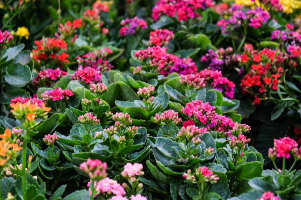 istock beautiful flowers in garden 888792998