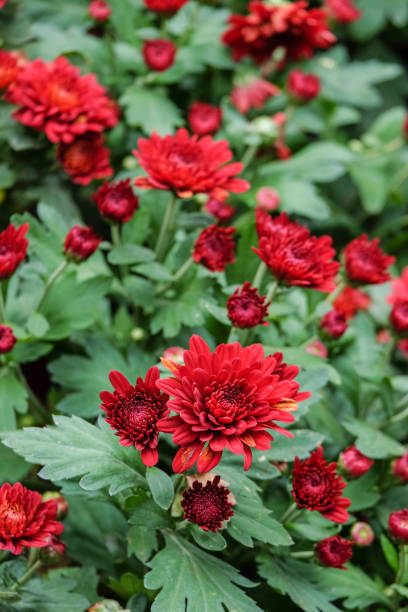 istock beautiful flowers in garden 888793154