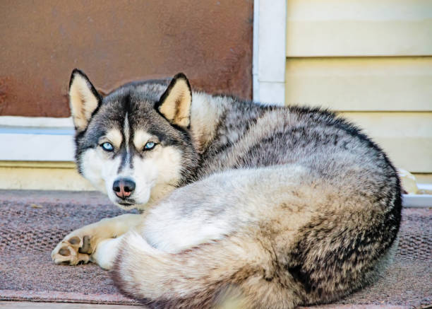 istock Dog breed husky closeup grey 888796092