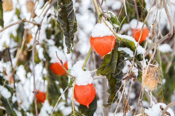 istock Physalis in snow in winter 888797146