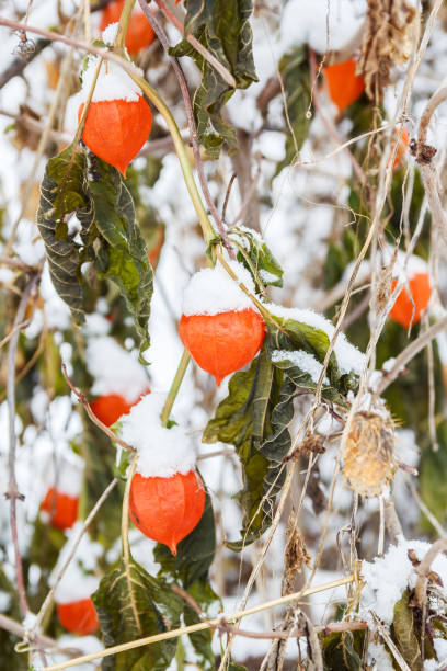 istock Physalis in the snow 888797502