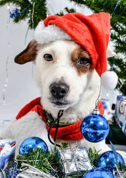 istock Christmas dog with presents 888805304