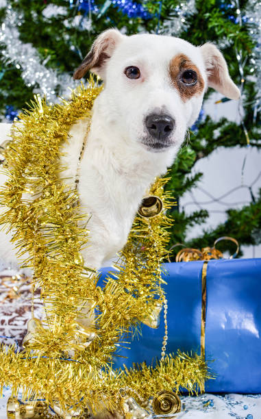 istock Christmas dog with presents 888812522