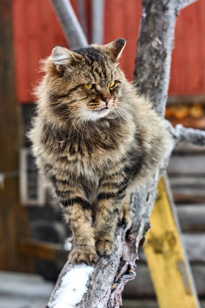 istock beautiful fluffy siberian cat on tree 888818370
