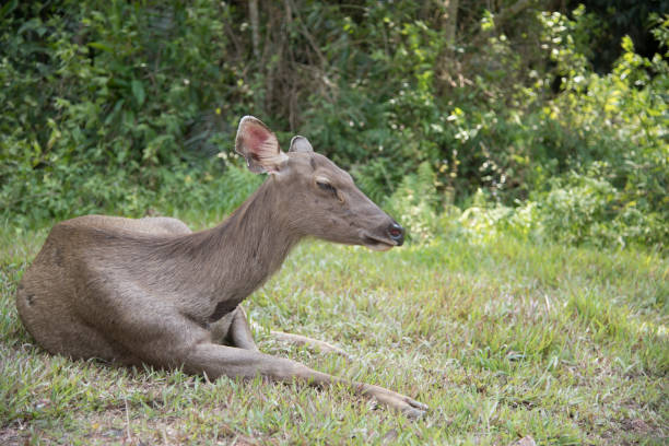 istock head of brow-antlered deer 888825352