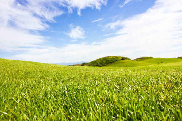 istock Golf course in Belek. Green grass on a field. Blue sky, sunny day 888837140