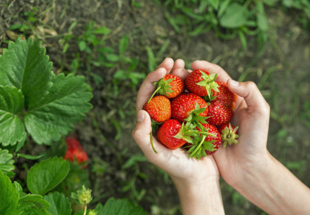 hands with fresh strawberries stock photo