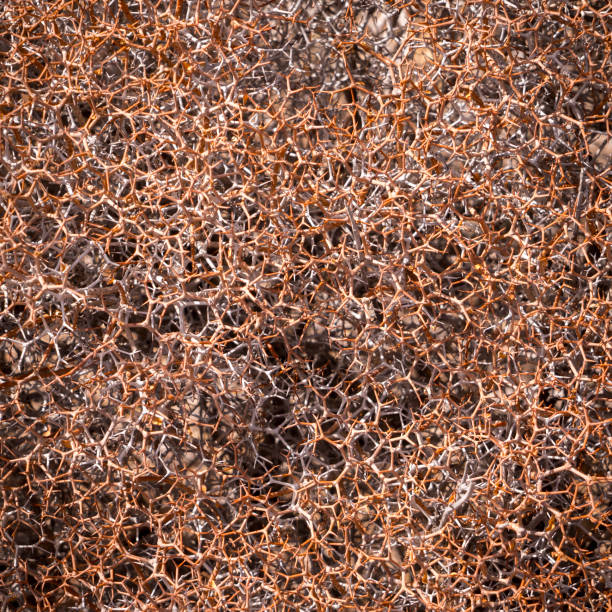 istock close up of a spiked bush 888842610
