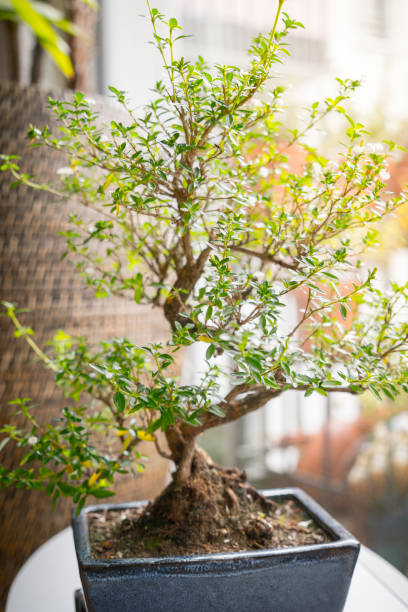 istock little bonsai tree in a room 888846926