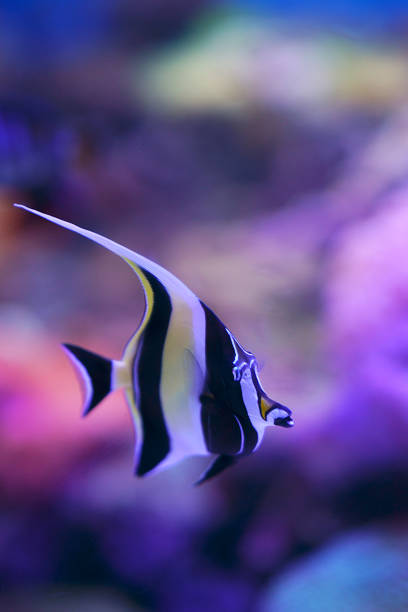 istock Underwater world with corals and tropical fish 888851614