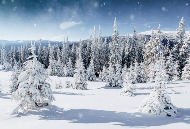 istock Winter tree in snow. Carpathian, Ukraine, Europe. Bokeh light effect, soft filter. 888855418
