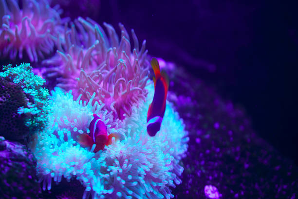 istock Underwater world with corals and tropical fish 888855718