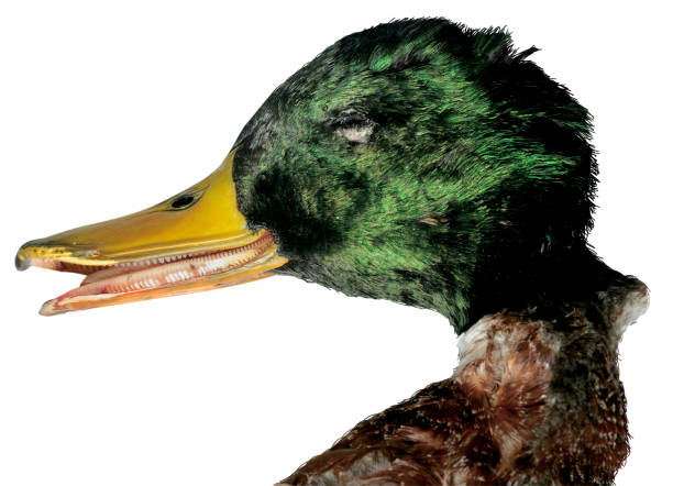 istock Dead male Mallard isolated on white background 888856384